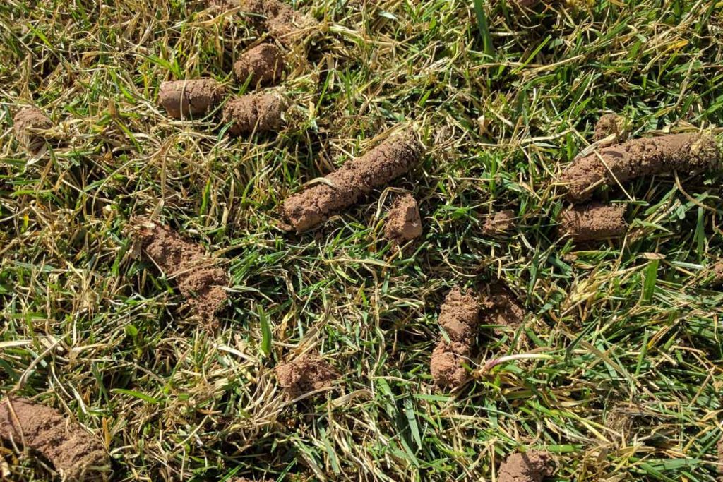 core aeration plugs mixed in the turf